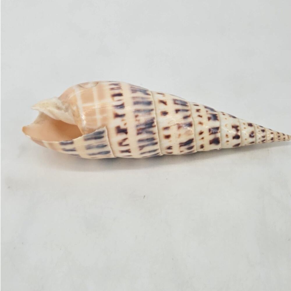 Large Marlinppike Auger Seashell 7" Terebra Maculata Shell Beach Decor Nautical